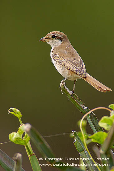 Isabelline Shrike ( Lanius isabellinus) - Pie-grièche isabelle 10814