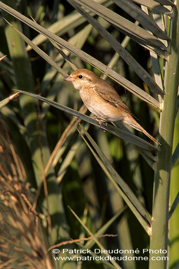 Isabelline Shrike ( Lanius isabellinus) - Pie-grièche isabelle 11138