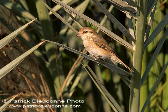 Isabelline Shrike ( Lanius isabellinus) - Pie-grièche isabelle 11139