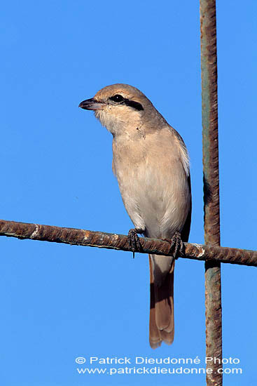 Isabelline Shrike ( Lanius isabellinus) - Pie-grièche isabelle 11140