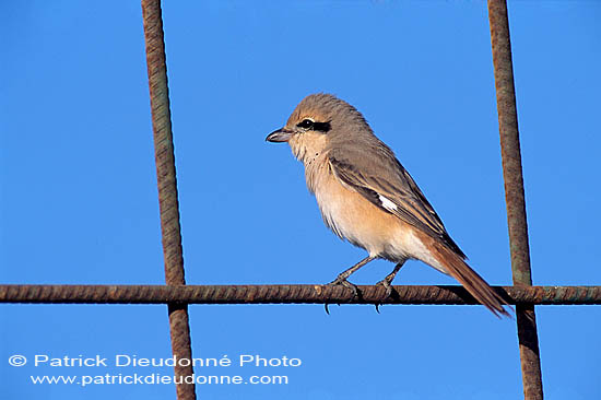 Isabelline Shrike ( Lanius isabellinus) - Pie-grièche isabelle 11142