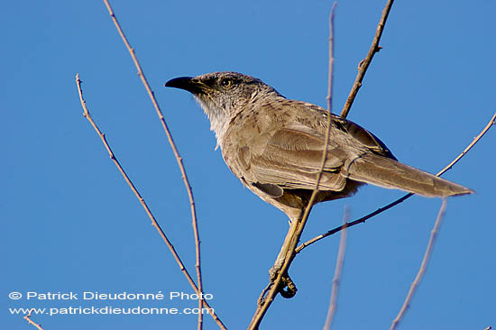 Arabian Babbler (Turdoides squamiceps) Cratérope écaillé (10572)