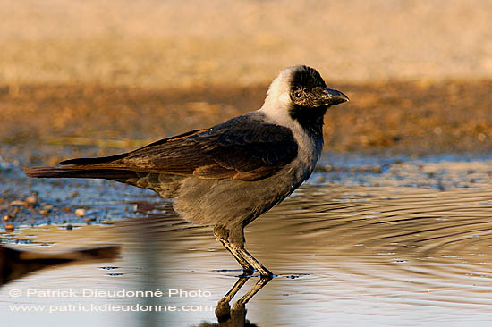 House Crow (Corvus splendens) - Corbeau familier 10598