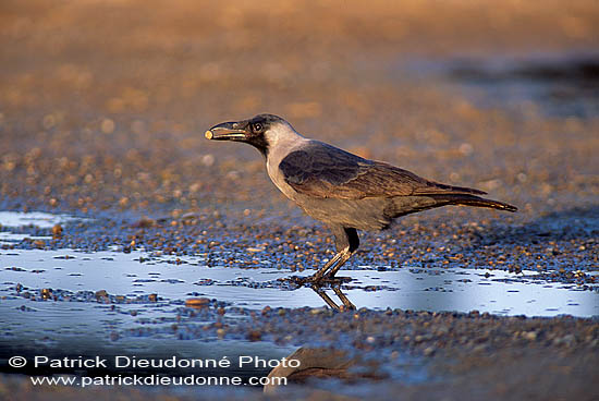 House Crow (Corvus splendens) - Corbeau familier  10934