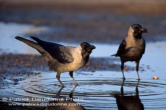 House Crow (Corvus splendens) - Corbeau familier  10937