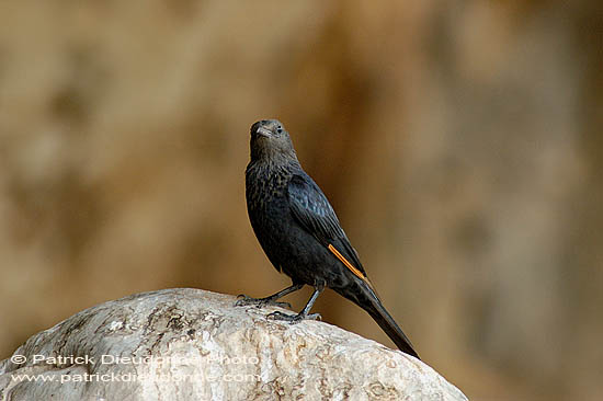 Tristram's Grackle (Onychognathus tristramii) Rufipenne de Tristram 10678