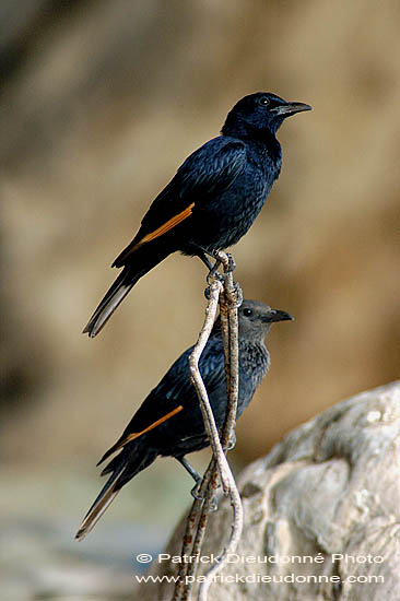 Tristram's Grackle (Onychognathus tristramii) Rufipenne de Tristram 10679