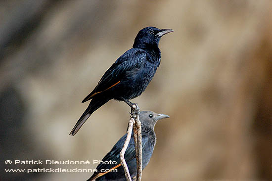 Tristram's Grackle (Onychognathus tristramii) Rufipenne de Tristram 10680