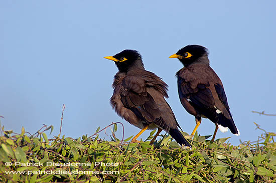 Mynah (Indian) (Acridotheres tristis) -  Martin triste 10754