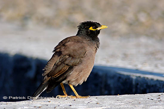 Mynah (Indian) (Acridotheres tristis) -  Martin triste 10755