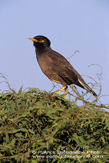 Mynah (Indian) (Acridotheres tristis) -  Martin triste 11085