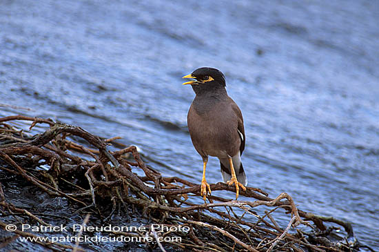 Mynah (Indian) (Acridotheres tristis) -  Martin triste 11087