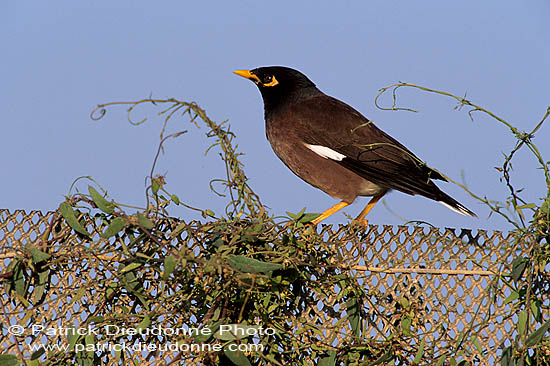 Mynah (Indian) (Acridotheres tristis) -  Martin triste 11088