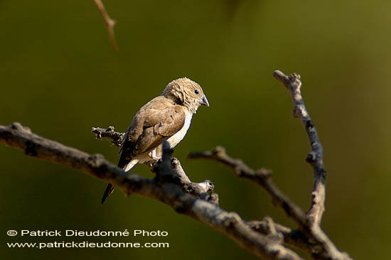 African Silverbill  (Euodice cantans)  10815