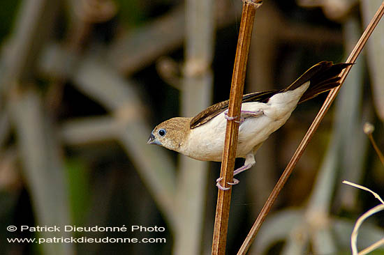 African Silverbill  (Euodice cantans)  10816