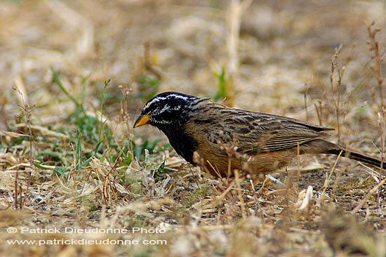 African Rock Bunting (Emberiza tahapisi) - Bruant canelle  10588