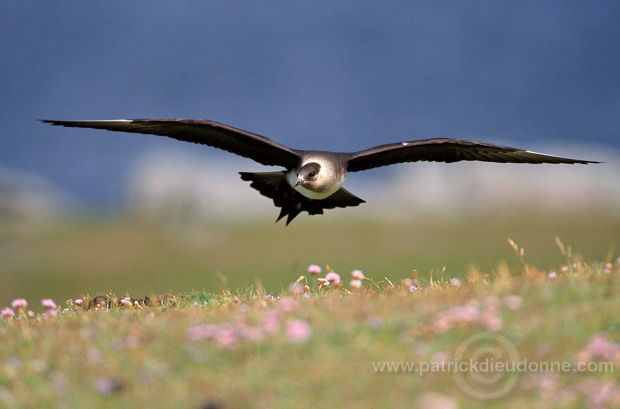 A Artic skua (Stercorarius skua) in flight - Labbe parasite en vol 11763