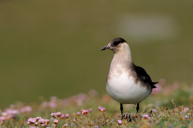 Artic skua (Stercorarius skua) - Labbe parasite 11764