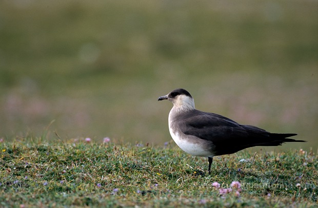 Artic skua (Stercorarius skua) - Labbe parasite 11765