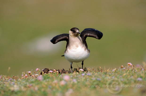 Artic skua (Stercorarius skua) - Labbe parasite 11766