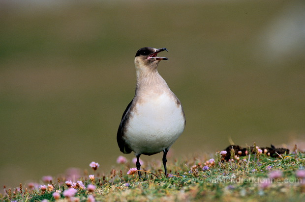 Artic skua (Stercorarius skua) - Labbe parasite 11767