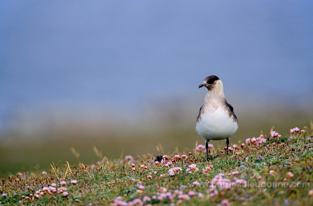 Artic skua (Stercorarius skua) - Labbe parasite 11768