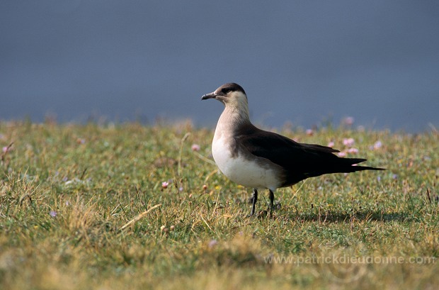 Artic skua (Stercorarius skua) - Labbe parasite 11769