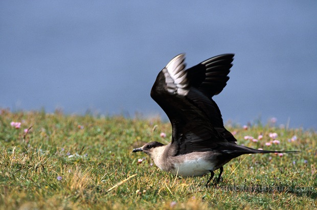 Artic skua (Stercorarius skua) - Labbe parasite 11770