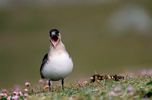 Artic skua (Stercorarius skua) - Labbe parasite 11773