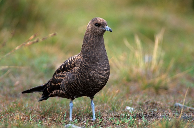 Artic skua (Stercorarius skua) - Labbe parasite 11781