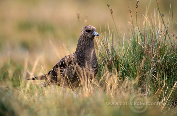 Artic skua (Stercorarius skua) - Labbe parasite 11782