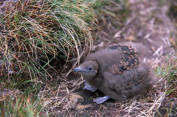 Artic skua (Stercorarius skua) - Labbe parasite 11784