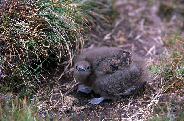 Artic skua (Stercorarius skua) - Labbe parasite 11785