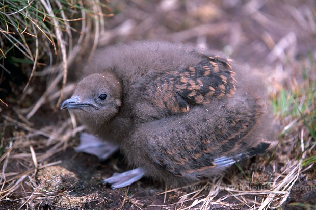 Artic skua (Stercorarius skua) - Labbe parasite 11786