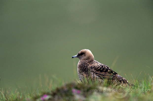 Artic skua (Stercorarius skua) - Labbe parasite 11783