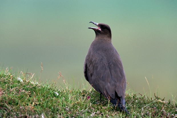 Artic skua (Stercorarius skua) - Labbe parasite 11774