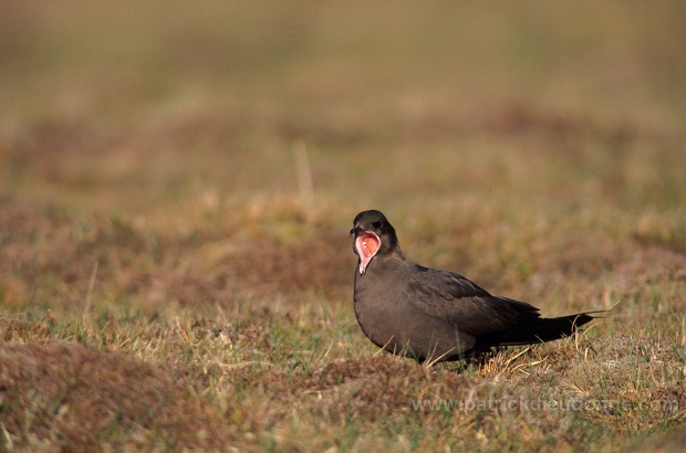 Artic skua (Stercorarius skua) - Labbe parasite 11775