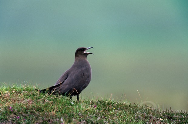 Artic skua (Stercorarius skua) - Labbe parasite 11776