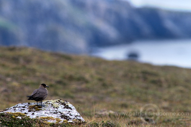 Artic skua (Stercorarius skua) - Labbe parasite 11777