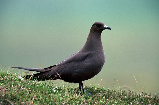 Artic skua (Stercorarius skua) - Labbe parasite 11778