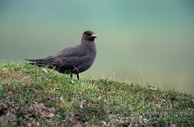 Artic skua (Stercorarius skua) - Labbe parasite 11779