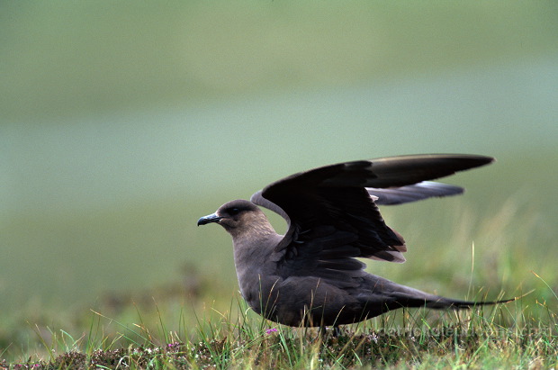 Artic skua (Stercorarius skua) - Labbe parasite 11772