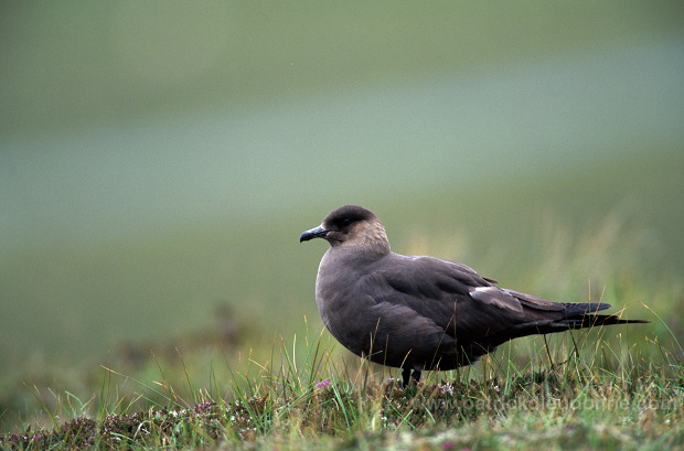 Artic skua (Stercorarius skua) - Labbe parasite 11780