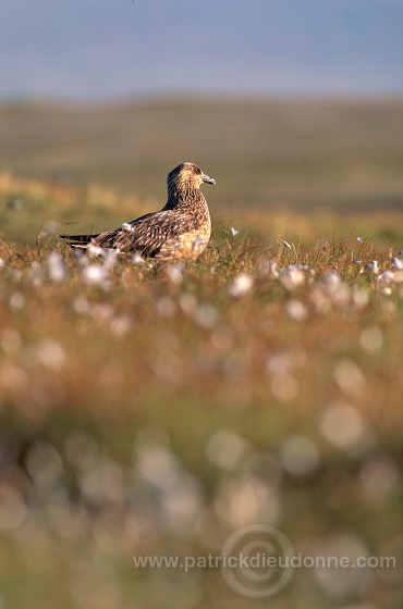 Great Skua (Stercorarius skua) - Grand labbe et linaigrettes 11708