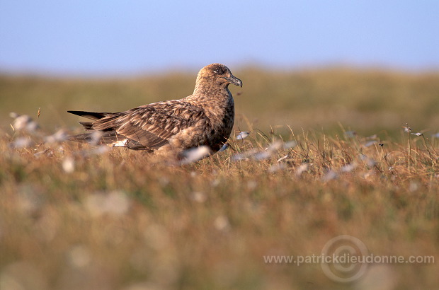 Great Skua (Stercorarius skua) - Grand labbe et linaigrettes  11709