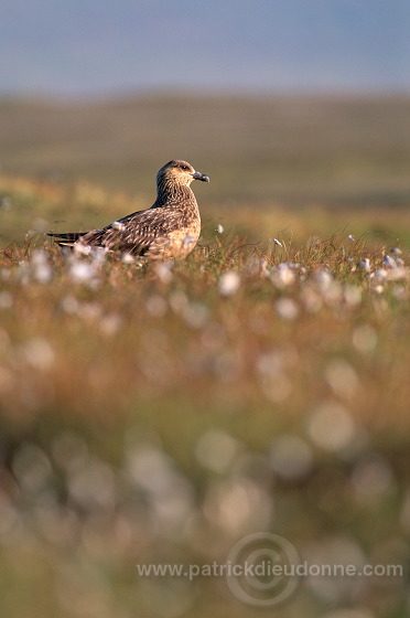 Great Skua (Stercorarius skua) - Grand labbe et linaigrettes 11708