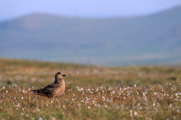 Great Skua (Stercorarius skua) - Grand labbe et linaigrettes 11710