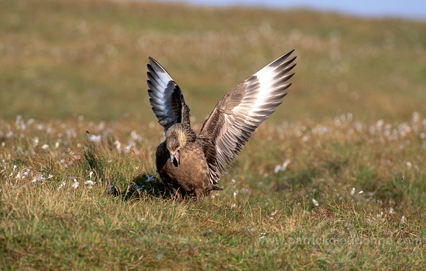 Great Skua (Stercorarius skua) - Grand labbe 11711