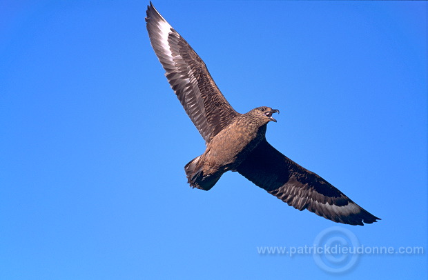 Great Skua, flight (Stercorarius skua) - Grand labbe, vol 11724