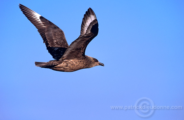 Great Skua, flight (Stercorarius skua) - Grand labbe, vol 11727